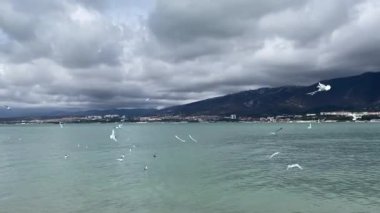 Seagulls Flying and blue Sea 