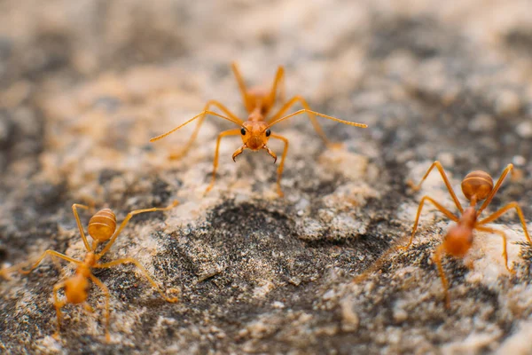 Група червоних тайських мурах на скелях їдять молюск. Ліцензійні Стокові Фото