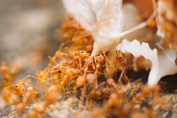A group of red Thai ants on rocks eating a clam Rechtenvrije Stockafbeeldingen