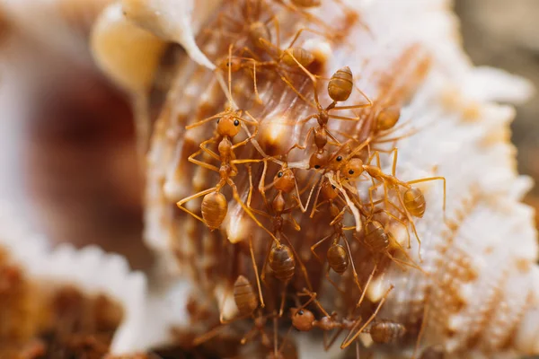 貝を食べる岩の上に赤いタイのアリのグループ ストック写真