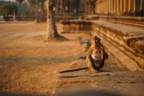 Leuke aap in de levende natuur. Cambodja, Angkor Wat Rechtenvrije Stockafbeeldingen
