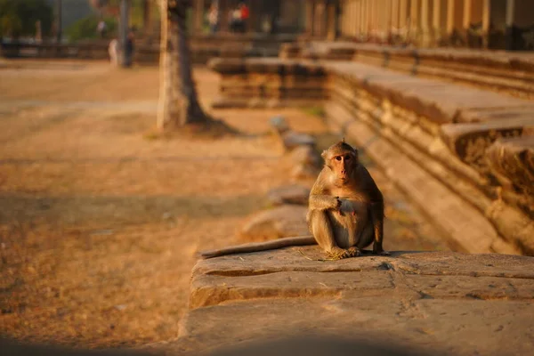 Aap in de levende natuur. Cambodja, Angkor Wat Rechtenvrije Stockfoto's