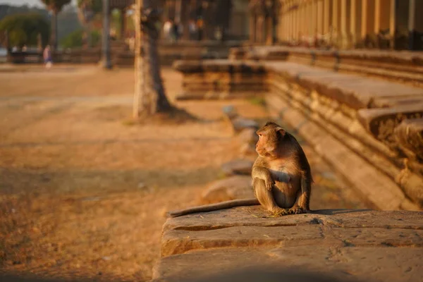 Leuke aap in de levende natuur. Cambodja, Angkor Wat Stockfoto