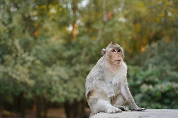 Słodka Małpa w żywej naturze. Kambodża, Angkor Wat Zdjęcia Stockowe bez tantiem