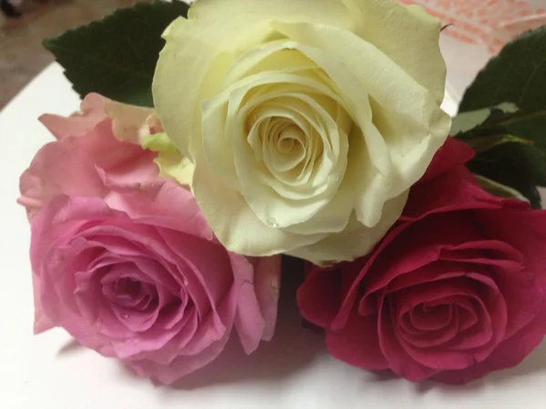 Krásné květiny Royalty Free Stock Obrázky