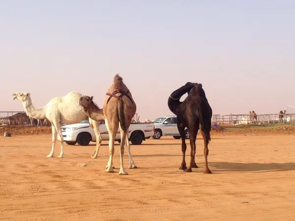 Camels in Saudi Arabia — Stock Photo, Image