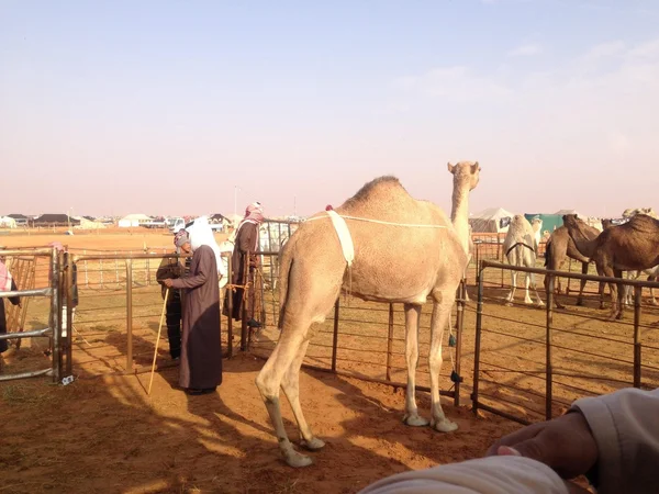 Suudi Arabistan'da Develer — Stok fotoğraf