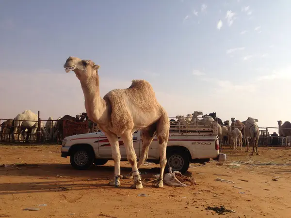 在沙乌地阿拉伯的骆驼 — 图库照片