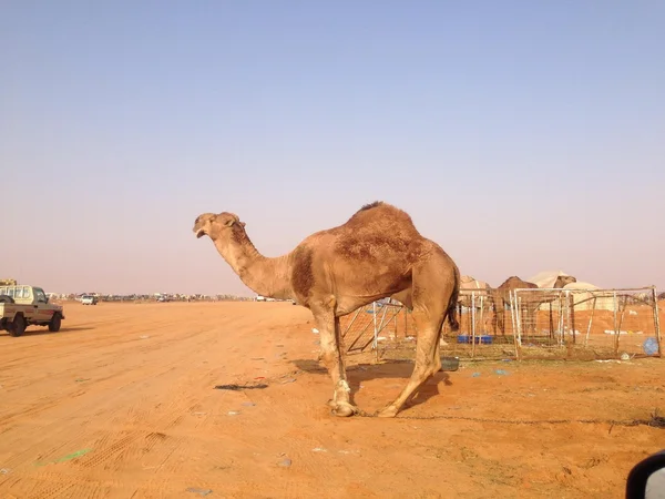 Cammelli in arabia saudita — Foto Stock