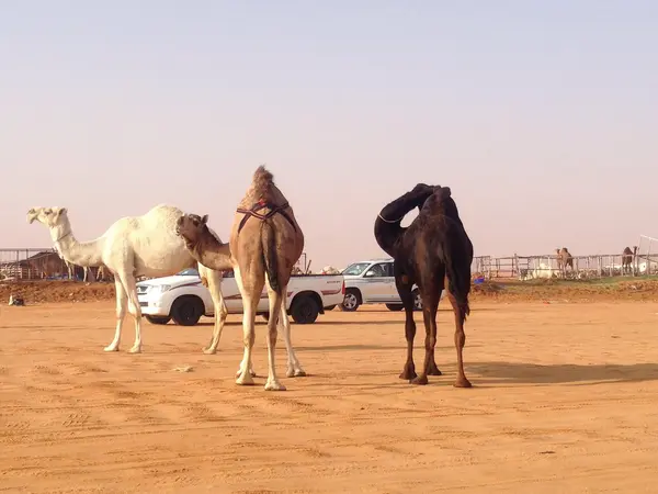 Camellos en arabia saudita Fotos De Stock Sin Royalties Gratis