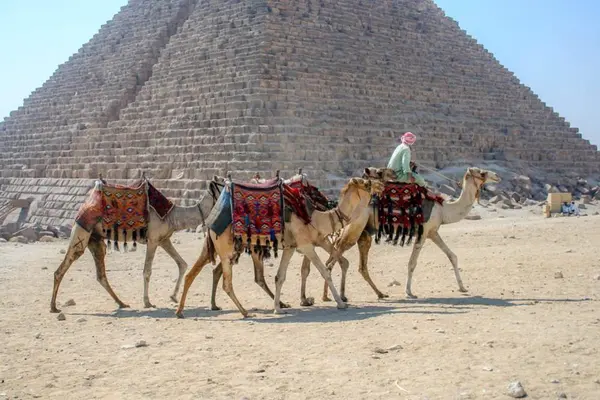 Camellos alrededor de las pirámides, Egipto el cairo —  Fotos de Stock