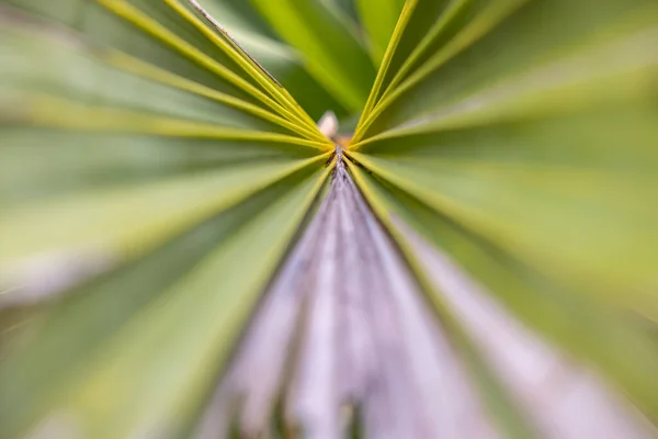 透视图像 带纹理线条的绿色棕榈叶 — 图库照片