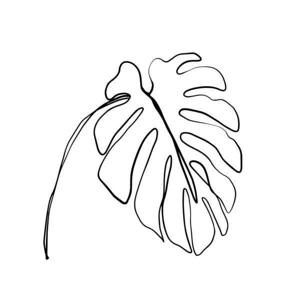 Tropische Palmmonsterblätter Schöne Handgezeichnete Exotische Pflanzen Auf Weißem Hintergrund Vektordesign — Stockvektor