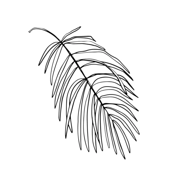 在白色背景上隔绝的叶子和热带棕榈树线叶子 矢量设计 — 图库矢量图片