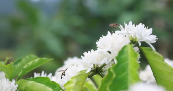 Pszczoły Piją Nektar Kwiatów Kawy Białym Kolorem Bliska Widok — Wideo stockowe