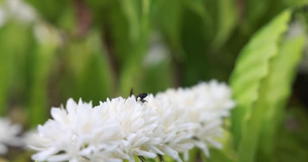 Pszczoły Piją Nektar Kwiatów Kawy Białym Kolorem Bliska Widok — Wideo stockowe