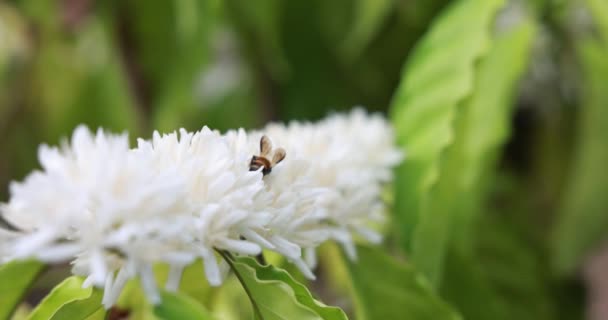 Bees Drinking Nectar Coffee Flower Blossom White Color Close View — Stock Video