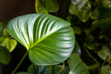 Yakın çekim büyük yeşil yaprak, tropikal yapraklar, yüksek kalite fotoğraf.