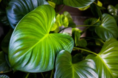 Yakın çekim büyük yeşil yaprak, tropikal yapraklar, yüksek kalite fotoğraf.