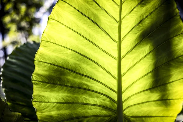 Abstract Green Leaf Nature Background Tropical Garden Green Variegated Leaves — Stock fotografie