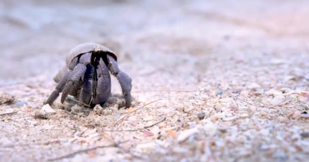 泰国素拉拉巴尼省Koh Samui海滩上的海蟹隐士 — 图库视频影像