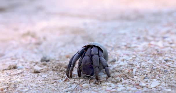 泰国素拉拉巴尼省Koh Samui海滩上的海蟹隐士 — 图库视频影像