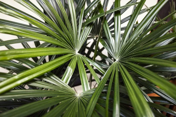特写绿叶棕榈背景 自然概念 热带叶子 — 图库照片