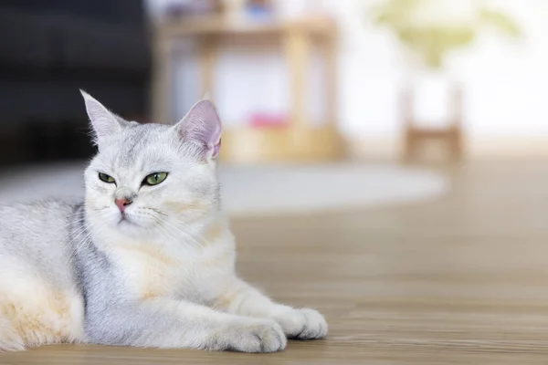 British Shorthair Lindo Gato Relajándose Casa Felizmente Gato Blanco Pelo — Foto de Stock