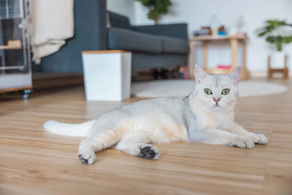 British Shorthair Lindo Gato Relajándose Casa Felizmente Gato Blanco Pelo — Foto de Stock