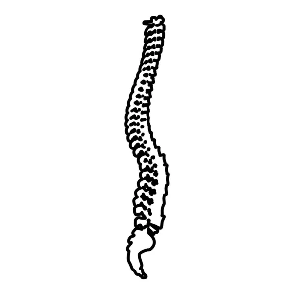 Spinal Vertebral Column Spine Backbone Contour Outline Icon Black Color — Stock Vector