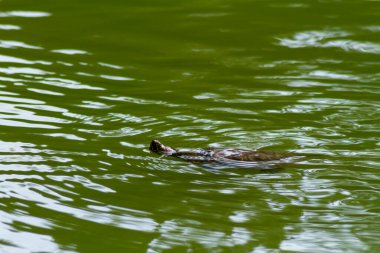 Küçük bir kaplumbağa gölün yeşil sularında yüzer ve sadece kafası dışarı çıkar.