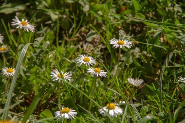 Yeşil yapraklı ve çimenli beyaz papatyalar. Bahar güneşiyle aydınlanan.