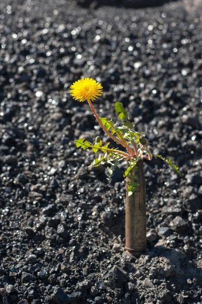 Sarı Karahindiba Çiçeği Kara Kömürün Arka Planında Bir Kartuş Kutusunda — Stok fotoğraf