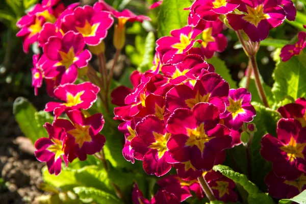 Yeşil yapraklı pembe sarı yapraklı bahçe çiçekleri. Bahar güneşiyle aydınlanan.