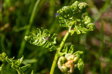 Yeşil yaban mersini yaprağında uzun dalları olan küçük bir böcek güneşli bir yaz gününde. Dergiler ve doğa ve çevre hakkında web siteleri için iyi bir fotoğraf.