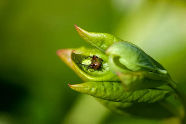 Pequena Aranha Verde Uma Folha Mirtilo Verde Dia Ensolarado Verão — Fotografia de Stock