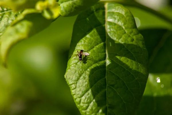 Petite Mouche Noire Sur Une Feuille Verte Bleuet Par Une — Photo