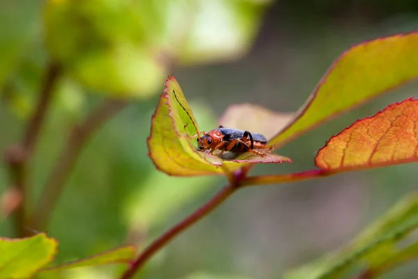 Petit Insecte Avec Longues Vrilles Sur Une Feuille Bleuet Vert — Photo