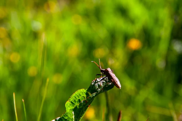 Petit Insecte Avec Longues Vrilles Sur Une Feuille Bleuet Vert — Photo
