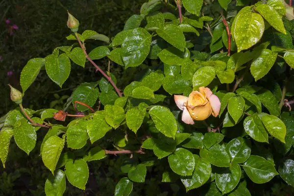 Cream Rose Garden Morning Summer Rain Drops Water Still Remained — Stock Photo, Image