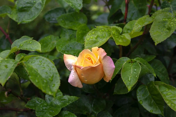 夏天的雨过后 奶油在花园里盛开了 花瓣上还留着一滴水 — 图库照片