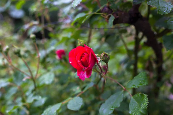 夏日早晨的雨过后 花园里升起了红色的玫瑰 花瓣上还留着一滴水 — 图库照片