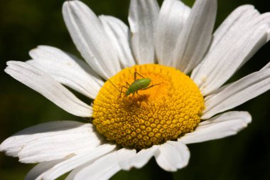 Yaz güneşiyle aydınlanan papatya çiçeğinin sarı çekirdeğindeki küçük yeşil bir böcek. Doğa dergileri ve siteleri için güzel makro..