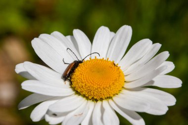 Yaz güneşiyle aydınlanan papatya çiçeğinin sarı çekirdeğindeki küçük bir böcek. Doğa dergileri ve siteleri için güzel makro..