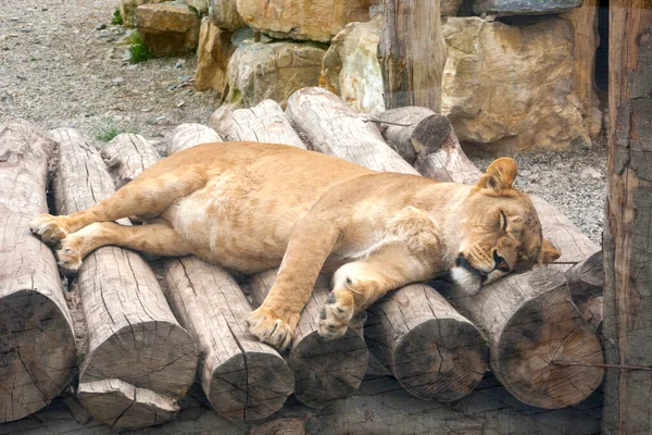 Lioness Zoo Sleeping Wooden Logs Large Special Enclosure Nice Photo — ストック写真