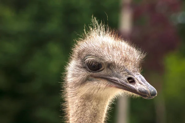 Portrait of an ostrich in a natural zoo. Close-up image, clearly defined eyes, looking into the distance. Gray ostrich. Nice image for websites and animal magazines.