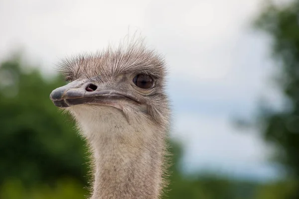 Portrait of an ostrich in a natural zoo. Close-up image, clearly defined eyes, looking into the distance. Gray ostrich. Nice image for websites and animal magazines.