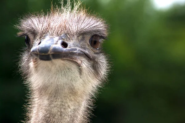 Portrait of an ostrich in a natural zoo. Close-up image, clearly defined eyes, looking into the distance. Gray ostrich. Nice image for websites and animal magazines.