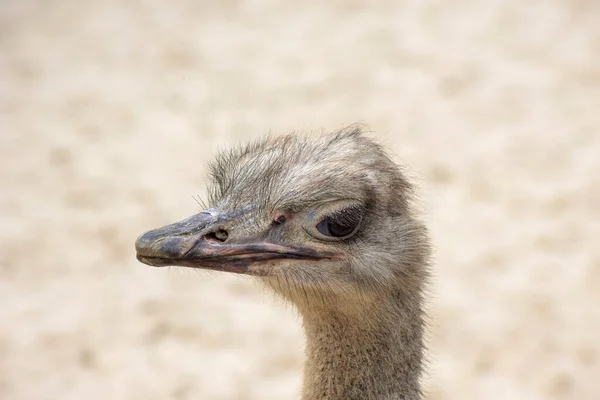Portrait of an ostrich in a natural zoo. Close-up image, clearly defined eyes, looking into the distance. Gray ostrich. Nice image for websites and animal magazines.