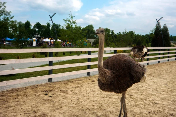 Portrait of an ostrich in a natural zoo. Close-up image, clearly defined eyes, looking into the distance. Gray ostrich. Nice image for websites and animal magazines.